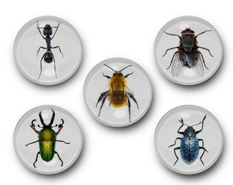 Beetle bug fly | Etsy