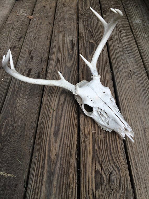 Large White-tailed deer skull with antlers