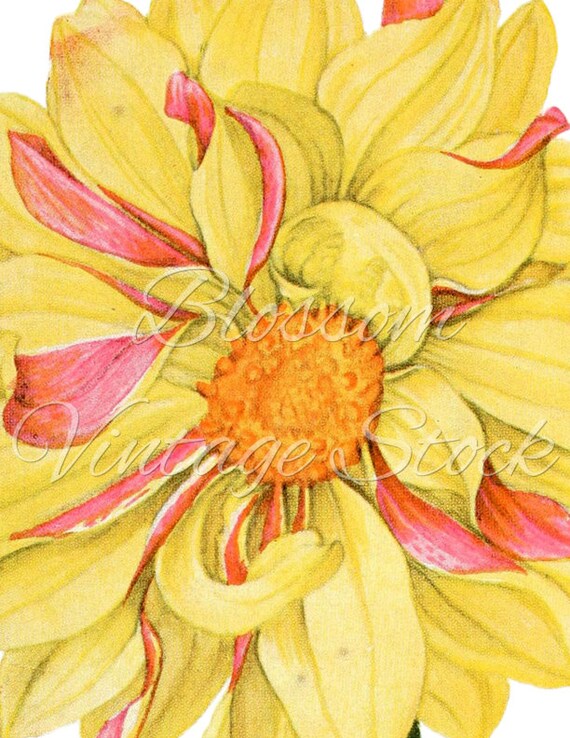 Yellow Flower Clipart Yellow Flower PNG Illustration