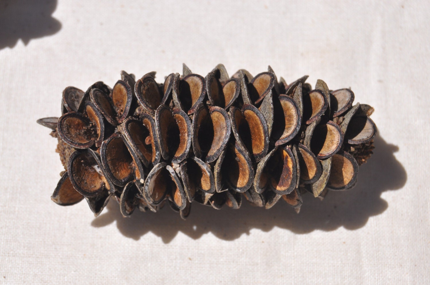 10 banksia pods banksia cones for decorations unique decor 10 banksia pods banksia cones for decorations unique decor