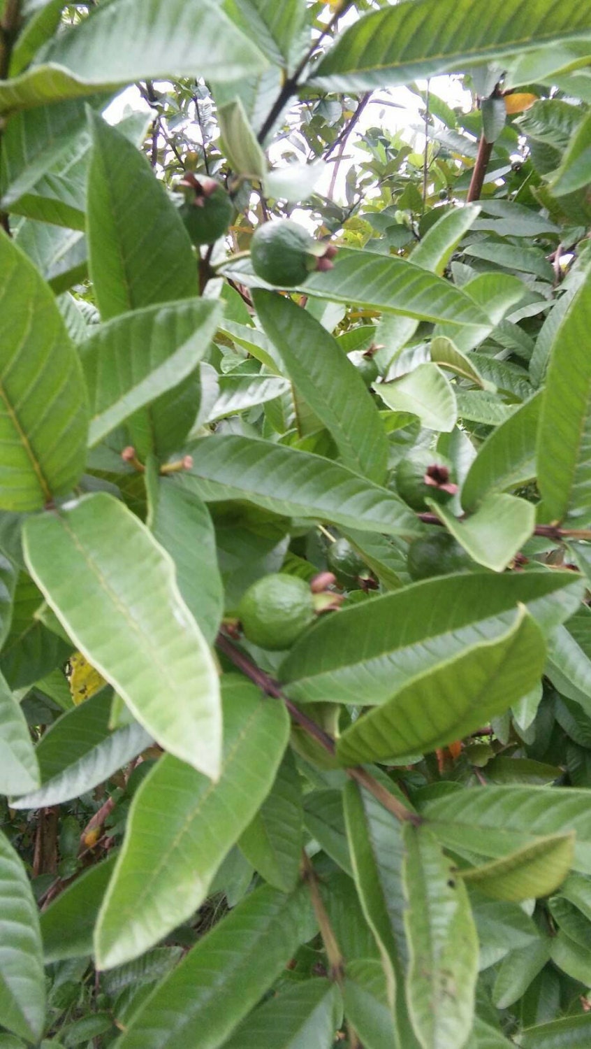 Effectiveness of guava leaves image