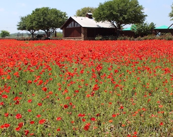 Poppy Fields. Photo taken by me at the Wildseed Farm, Fredricksburg TX