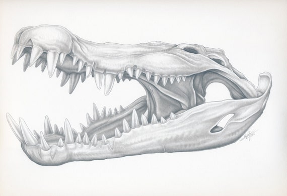 Croc Skull Original Drawing by FishArtbyNick on Etsy