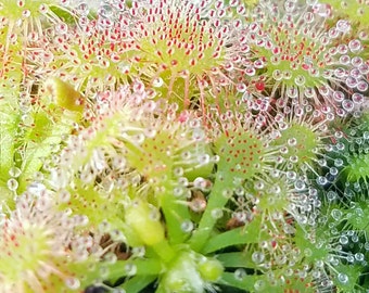 Drosera spatulata, Spoon Sundew, live carnivorous plant, potted