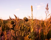 Thistles in Field: Unique WALL ART Color Floral Fine Art Photography Print Purple Green Golden Light