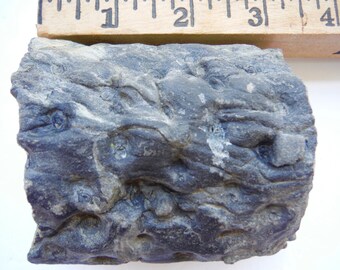 Items similar to Vintage Medicinal Herbs Lobelia Wafer Ash Items similar to Vintage Medicinal Herbs Lobelia Wafer Ash