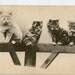 Cats postcard Real Photo antique postcard, vintage Postcard, Real Photo, cat postcard