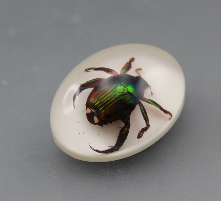 Beetle Insect in Resin cabochon