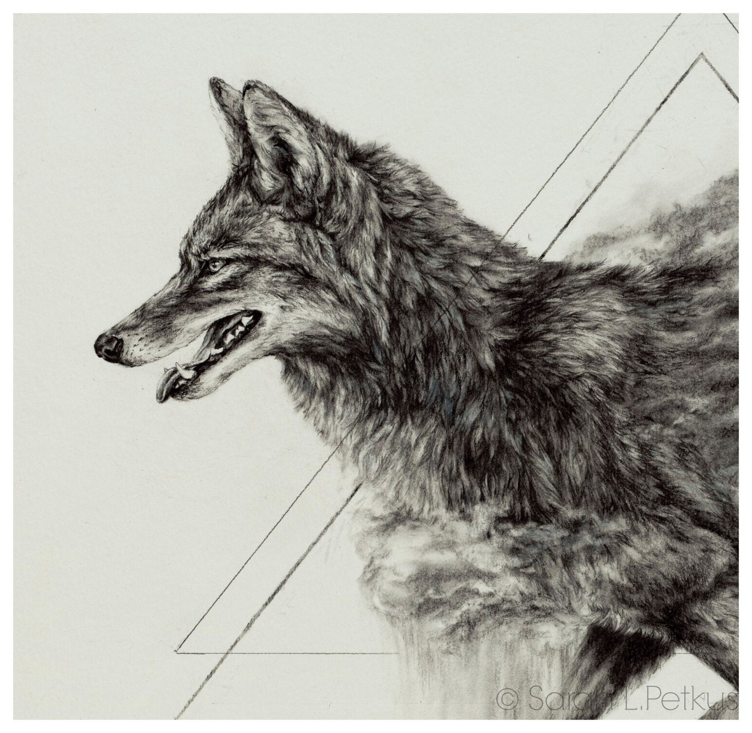 Coyote 8 x 10 inch giclee print of original drawing