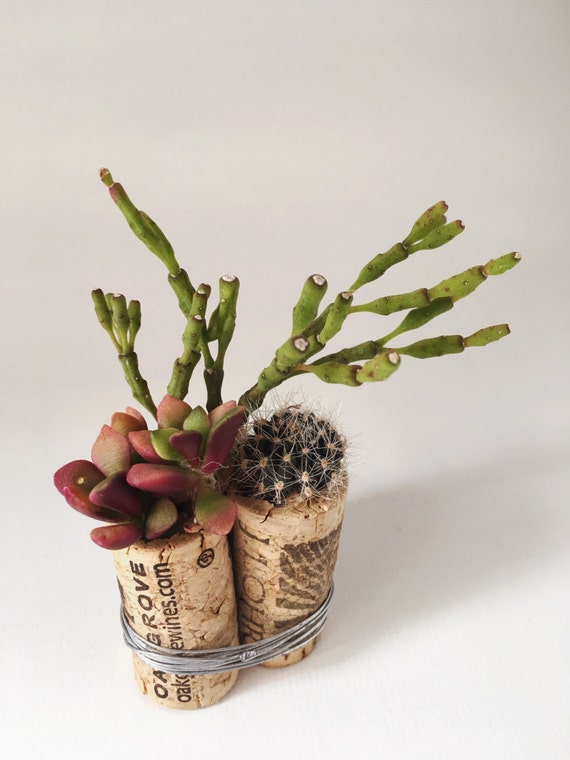 Wine Cork Succulent Trio UpCycled Wine Corks Succulents