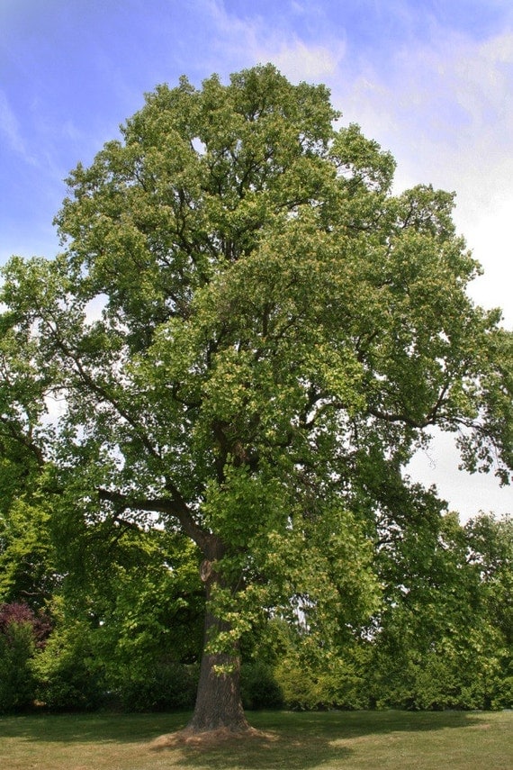 Yellow Poplar Tree Seeds Liriodendron tulipifera 25 Seeds