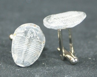 Trilobite Fossil Cufflinks No. 12 Free Cufflink Box By Cufflinked