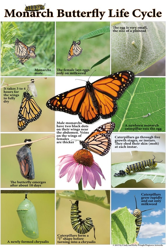 Monarch Butterfly Life Cycle Poster Large By Prairiebutterfly 7422