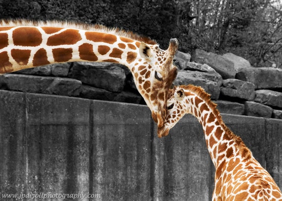 memphis zoo coloring pages - photo #23