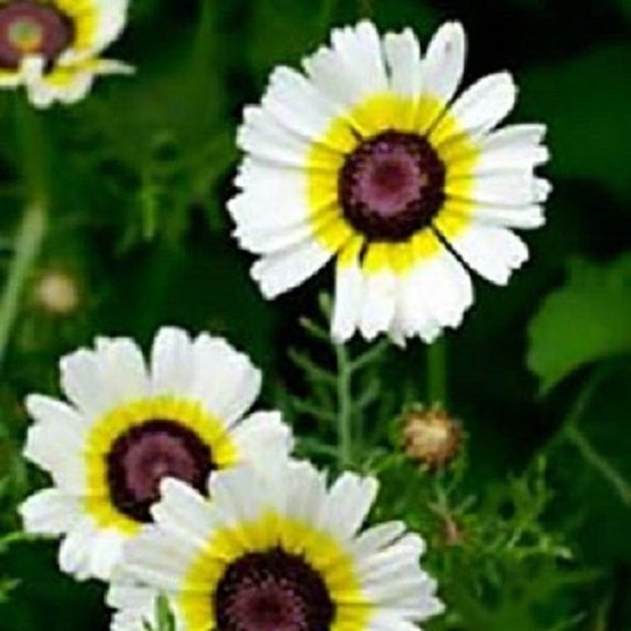 50+ Polar Star Chrysanthemum / Deer Resistant Annual Flower Seeds