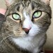 luannecat