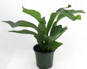 Staghorn Fern 4" Pot - Platycerium