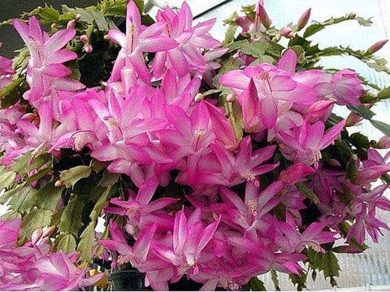 Pink Christmas Cactus Plant Zygocactus 6 Pot