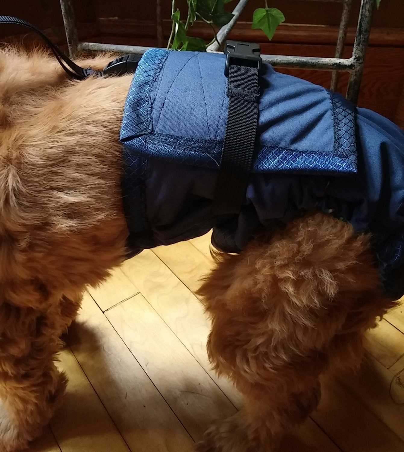 Diaper w/ harness/boy style dog No pad/diaper needed