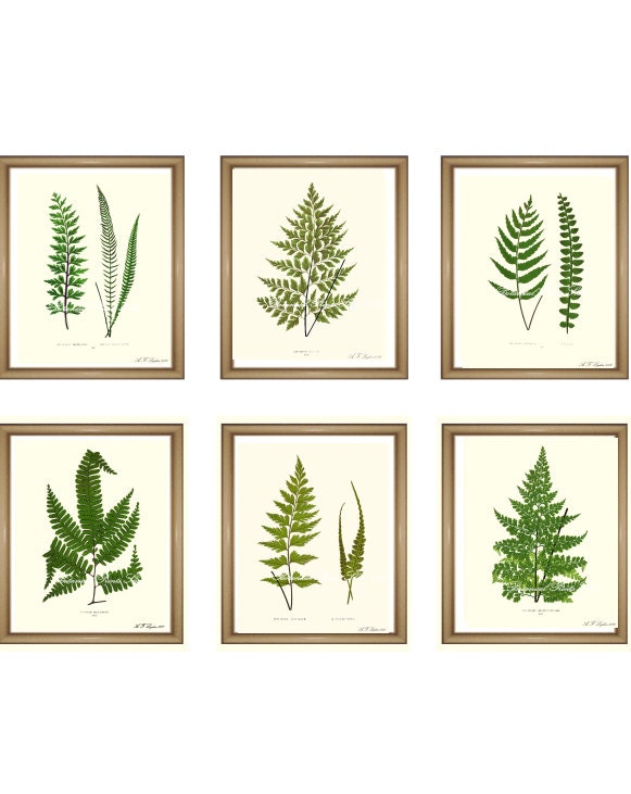 Fern Prints Set ANY 6 Fern Prints Fern Wall Art Set Fern   Il Fullxfull.949686216 Sgv1 