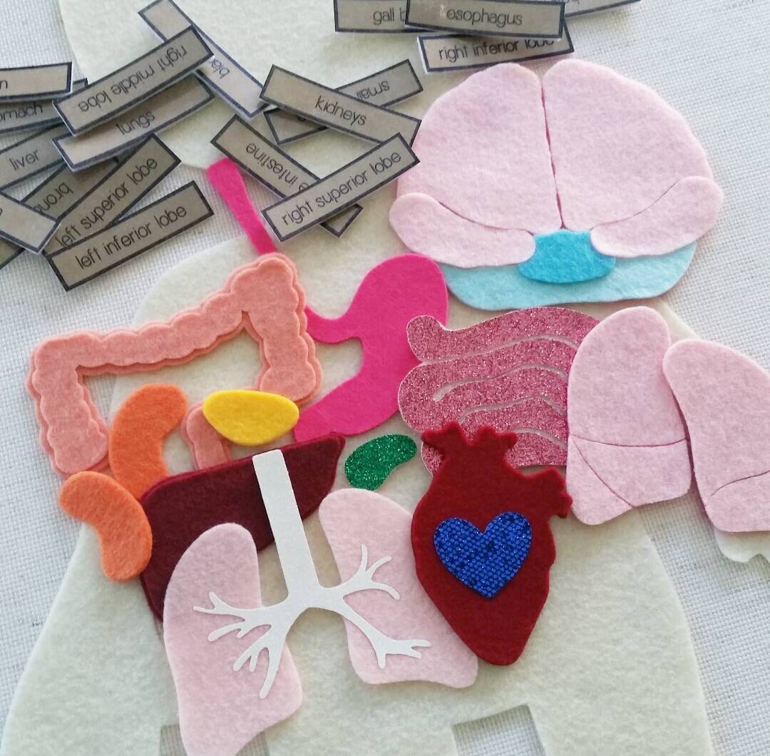 Body Organs Human Anatomy Felt Board Learning Set / Felt