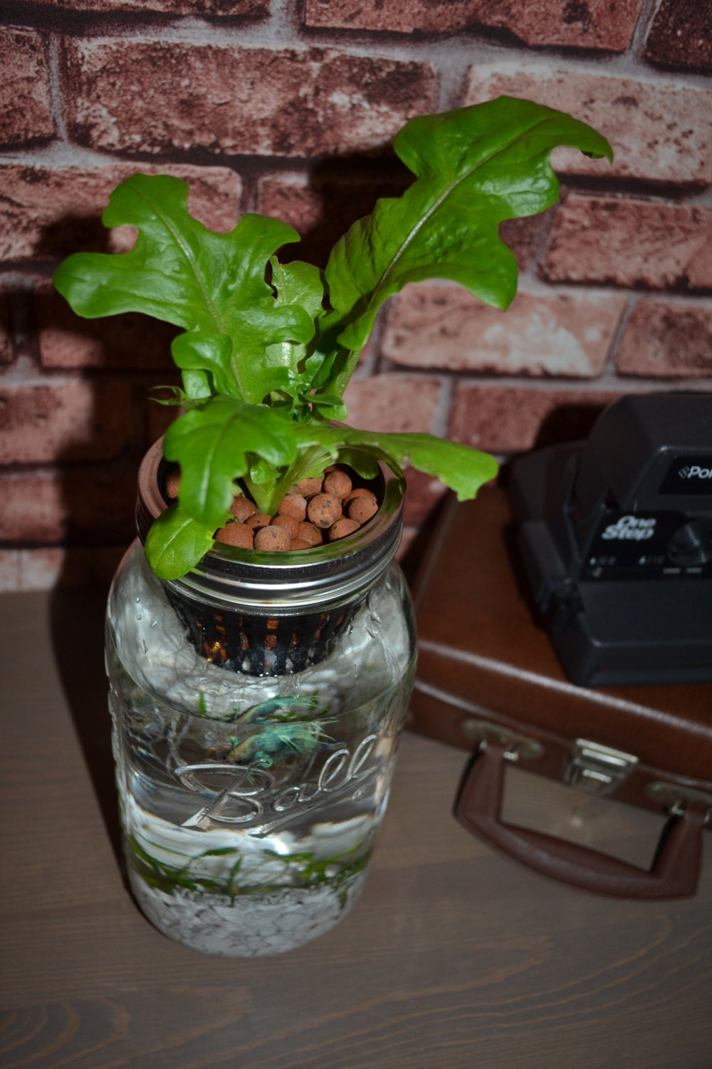 Mason Jar Fish Garden - Desktop Aquaponics and Sustainable 