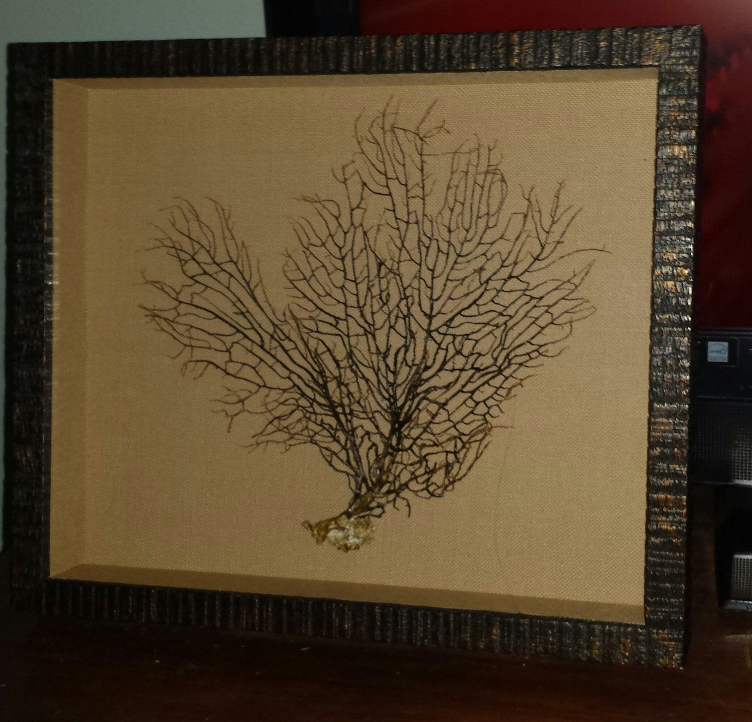 Framed Sea Fan by SeashorePlace on Etsy