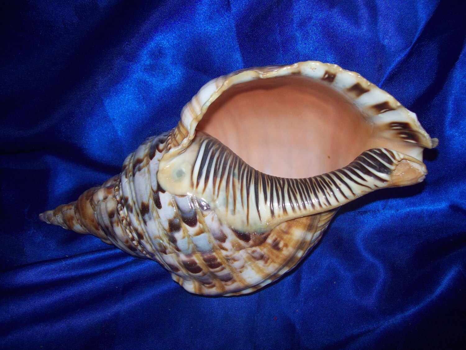 Large Trumpet Triton Shell from Old Collection
