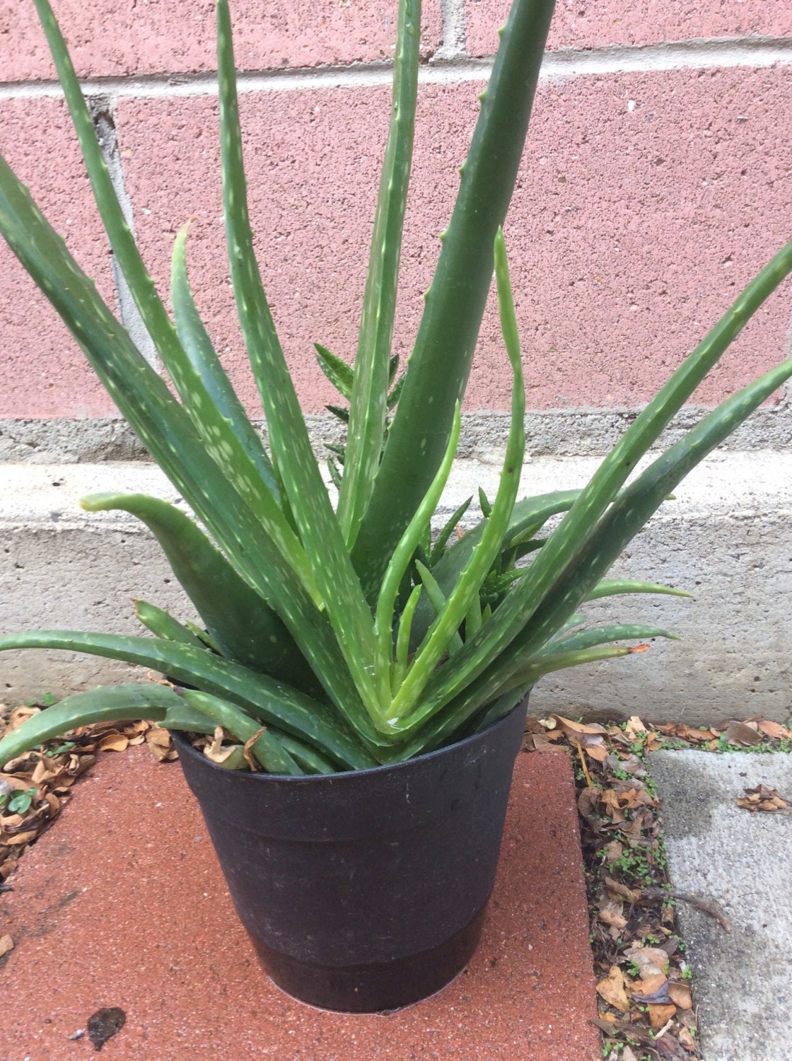 Glorious Succulents Aloe Vera Burn Plant with
