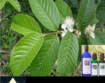 Lotus House Guava Leaf - Essential Oil