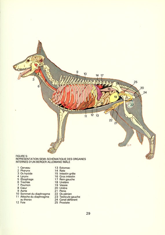 1975 Vintage Hund Anatomie Plakat Hund Organe Plakat
