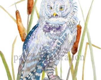 Great Gray Owl No.1, Archival Print of Original Watercolor, you choose size