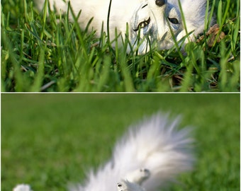 Polar fox, arctic fox, poseable art toy, collectible soft toy, white, animal art doll, pets for bjd, cute animal toy with wire