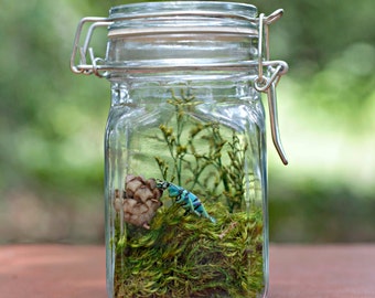 Bug Terrarium Kit, Gift for Boy, Insect Specimen, Gift Ideas for Him, Educational Gift, Science, Geekery, Nerd, Kits and Tutorials, DIYer