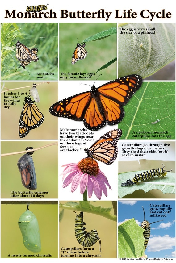 life-cycle-of-monarch-butterfly-poster-homeschoolcreations-net-vrogue