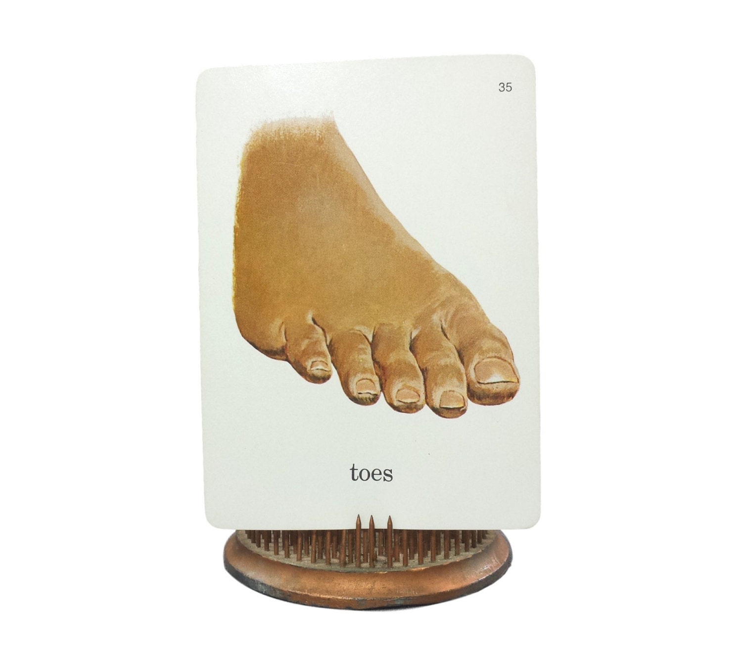 Toes Flash Card Foot Picture Word Flashcard Illustrated Body Parts ...