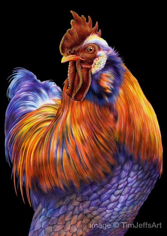 Rooster Colored Pencil Drawing