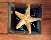 SALE CLEARANCE Art Starfish Ornament Totem Shrine Original OOAK Ocean Theme Mermaid Gift Reliquary Shadow Glass Box