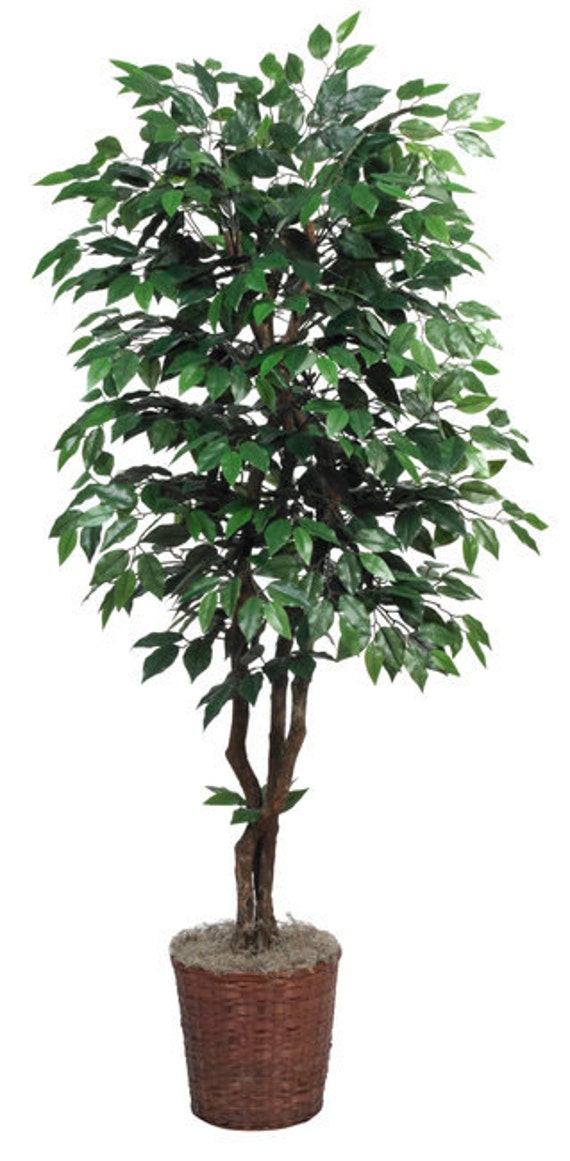 Items similar to 6' Artificial Silk Ficus Tree on Natural Dragonwood
