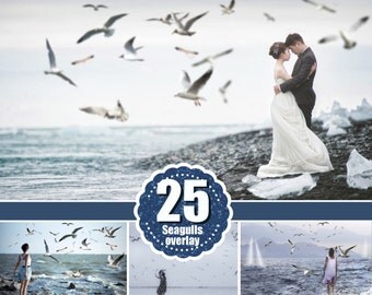Birds seagull Photoshop overlays, realistic natural flying Seagull photo layer, animals overlay, png file