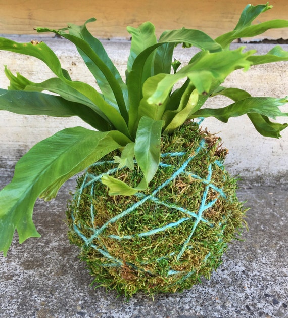 Kokedama Moss Ball Staghorn & Birds Nest Fern Hanging