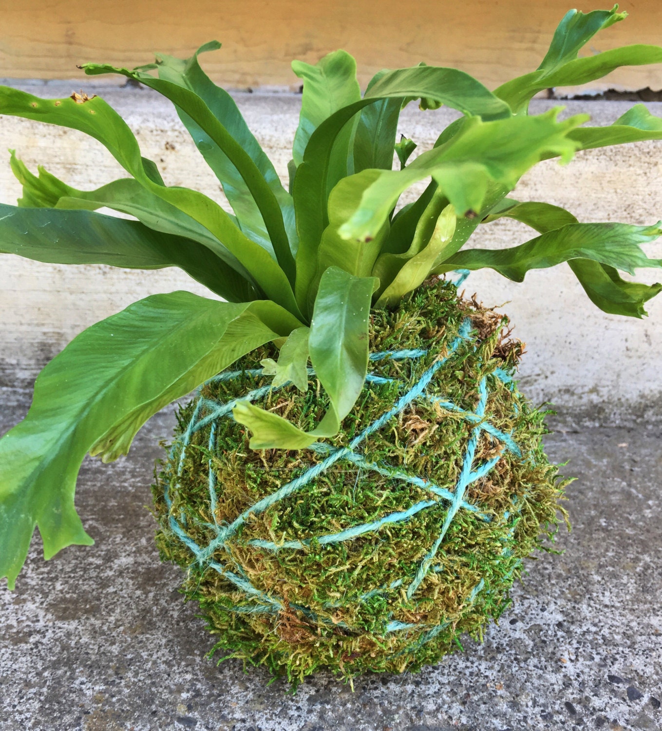 Kokedama Moss Ball Staghorn & Birds Nest Fern Hanging