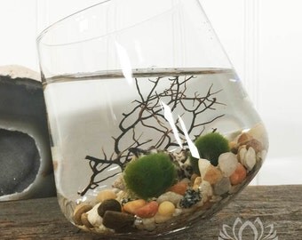 Tipsy Twins Marimo Aquarium by Zentilly©