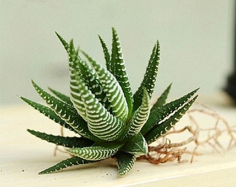 H 2" to 2.5" Succulent plant-Haworthia,cactus succulent,indoor plant for DIY terrarium supplies,Radiation protection formaldehyde absorption