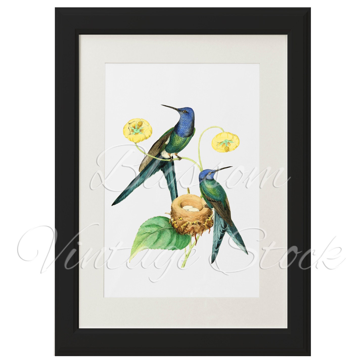 Bird Nest Vintage Image Hummingbird Digital By Blossomvintagestock