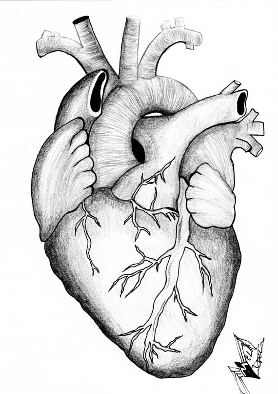 Anatomical Heart