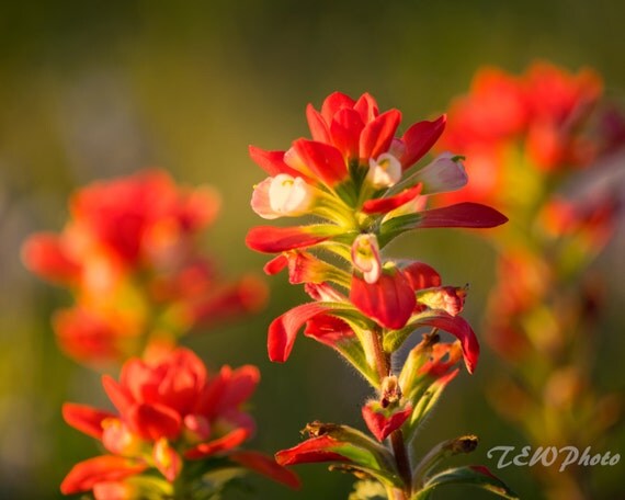 Items similar to Bright Orange wildflower from Austin Texas, Wildflower