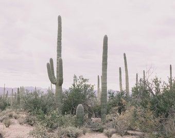 Limited edition 11x14 inch print of Saguaro National Park