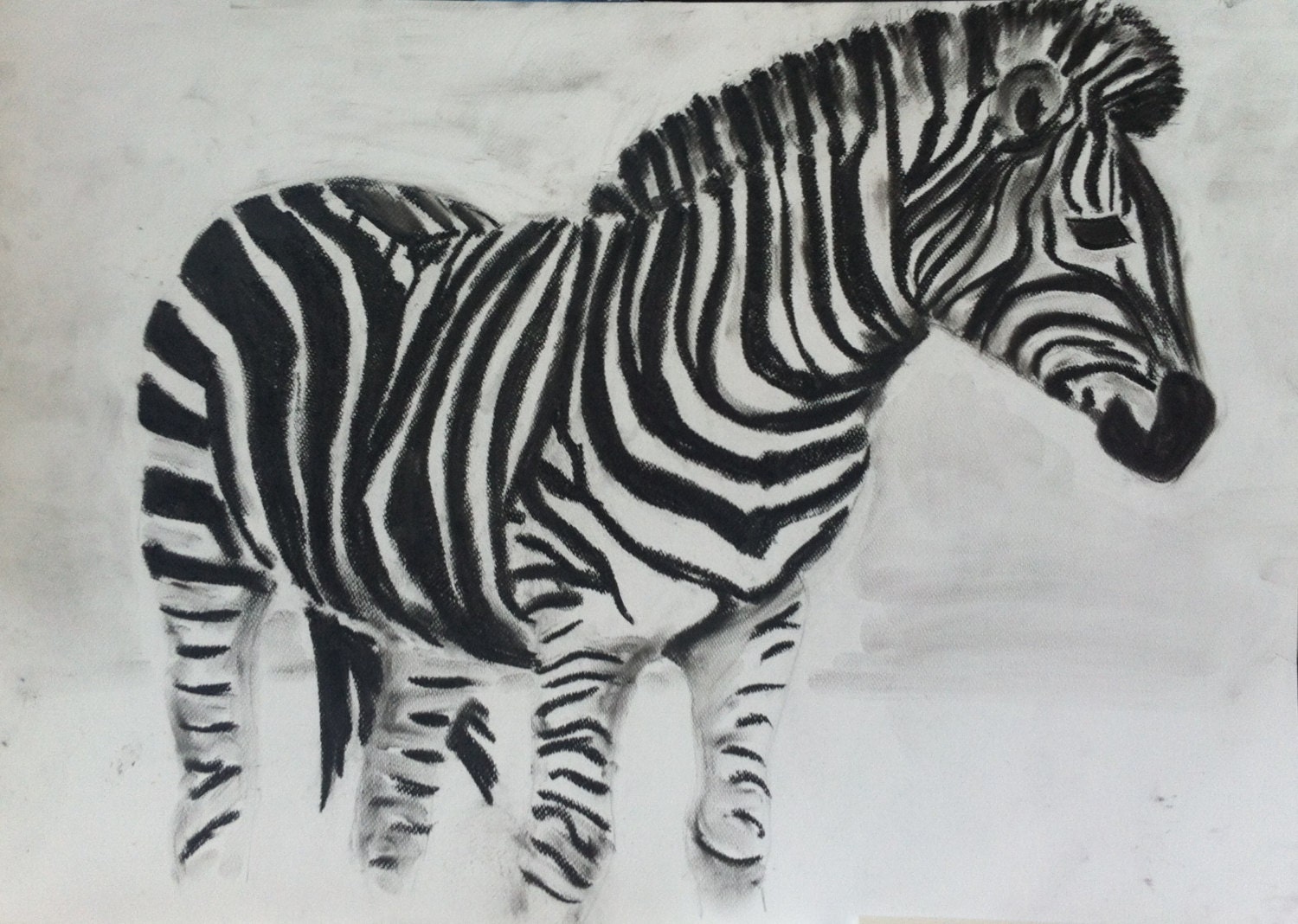large original Zebra drawing Charcoal on paper 153/4 x