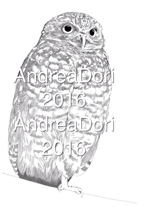 Burrowing Owl coloring page digital download bird by AndreaDori